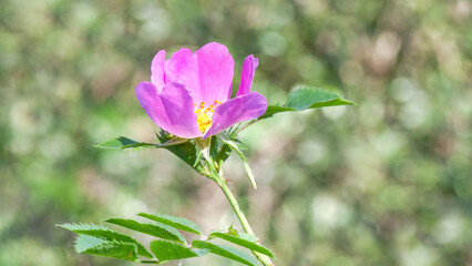 Obraz premium pink and white flower