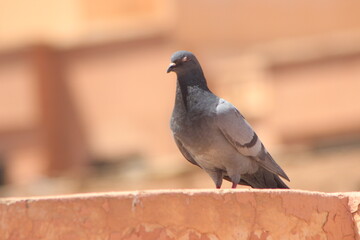 Rock Pigeon or Rock Dove Close Up
