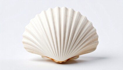 Seashell isolated on white background 