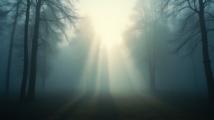 Fototapeta premium Foggy Forest in the Morning Light 