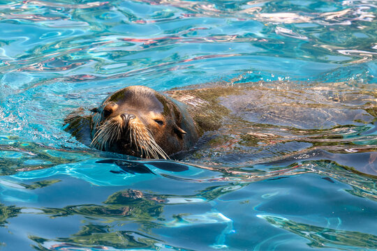 sea lion resting
