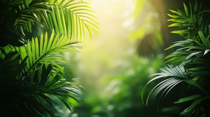 Obraz premium Lush jungle foliage, sunlight filtering through