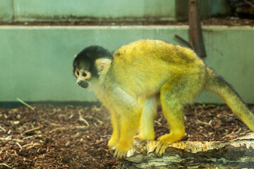 small and cheerful squirrel monkey