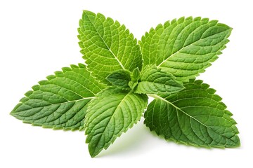 Fresh green mint sprig isolated on white background