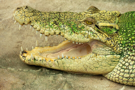 close up of a crocodile