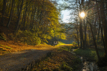 Obraz premium autumn forest