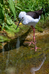Black-winged stilt by the water