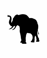 Obraz premium elephant silhouette