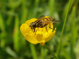 The sun fly (Helophilus pendulus), also known as the footballer, female feeding on a buttercup flower