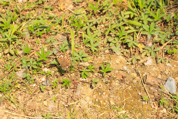 a butterfly on the grass