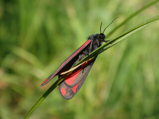 Cinnabar moth (Tyria jacobaeae) resting on a blade of grass