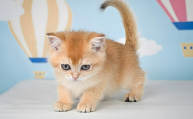 Scottish Straight cat on a light background