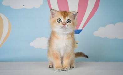 Scottish Straight cat on a light background