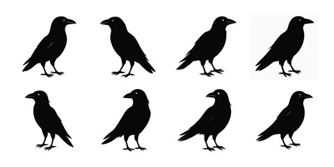 Crow silhouette collection on white background
