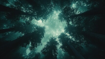 Mystical forest canopy at night