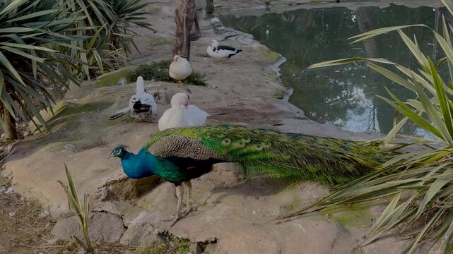 Batumi's Public Park in Ajara With Vibrant Peacocks and Beautiful Landscapes