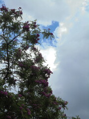 tree and sky