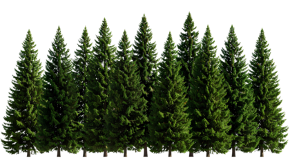 3D Coniferous Tree Cluster – Evergreen Forest Scene, Transparent Background