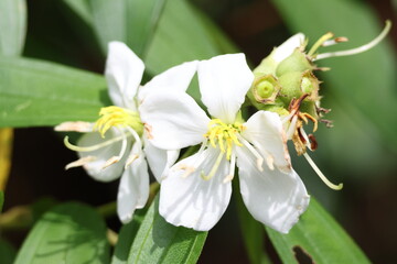 White Flowers – White Senduduk flowers (Melastoma malabathricum) amidst a backdrop of green...