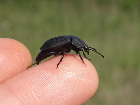 Carrion beetle (Silpha obscura) sitting on a human finger