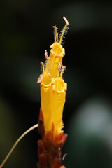 A flowering spike of blossoming Yellow Orange flowers of the Gold Vein plant/Zebra plant (Sanchezia...