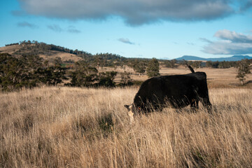female farmer on a farm. women in agriculture working hard in stock yards herding cattle to weigh...