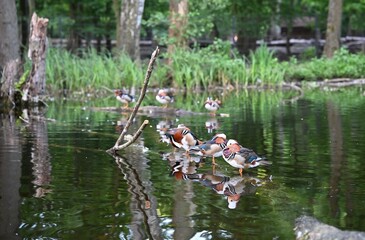 The mandarin duck is the most beautiful duck on earth. Foto 3