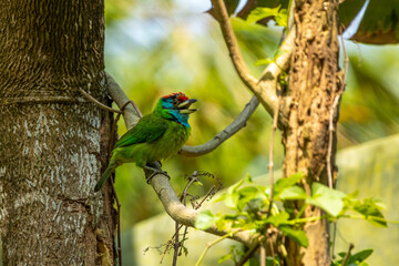 Blue-throated barbet birds on the tree branch in Bangladesh