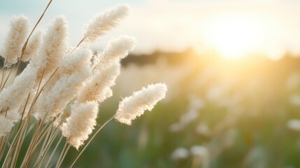 Fluffy grasses glow in the golden light of a sunset over a serene field, capturing the beauty and tranquility of nature in a tranquil rural landscape.