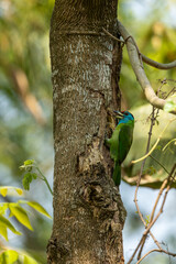 Blue-throated barbet birds on the tree branch in Bangladesh