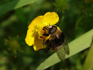 Large narcissus fly (Merodon equestris), also known as narcissus bulb fly, greater bulb fly or large bulb fly, male feeding on a creeping buttercup flower