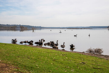 Group of Black Swans by Lake Joondalup Shore on a Calm Day, Perth, Australia, 27 April 2020