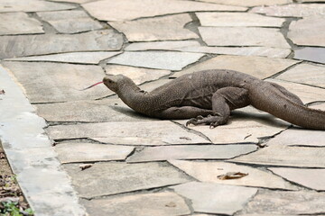 Monitor Lizard - Clouded Monitor Lizard (Varanus nebulosus) using the pavement’s tiles to scratch its scaly skin, with its forked tongue sticking out. Note the dotted pattern on its scaly skin.