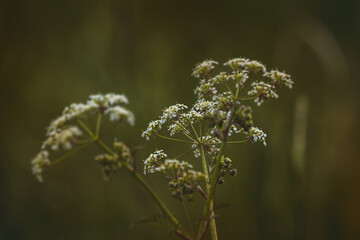 Field plants on a sunny May day. Landscape in the countryside.