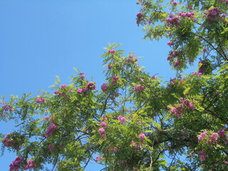 very beautiful tree against blue sky, spring pink flowers on tree