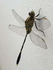 Black and Green Dragonfly – Male Variegated Green Skimmer (Orthetrum sabina) dragonfly perched on a white colored wall, with its wings spread out. Note the long anal appendages which show it is a male