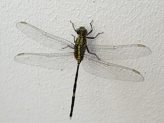 Black and Green Dragonfly – Male Variegated Green Skimmer (Orthetrum sabina) dragonfly perched on a white colored wall, with its wings spread out. Note the long anal appendages which show it is a male © NaturCraze