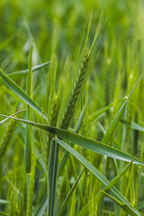Field plants on a sunny May day. Landscape in the countryside.