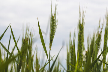Field plants on a sunny May day. Landscape in the countryside.