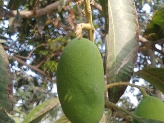 coconut on tree