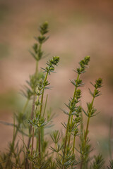 Field plants on a sunny May day. Landscape in the countryside.