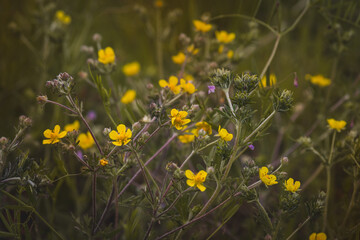 Field plants on a sunny May day. Landscape in the countryside.