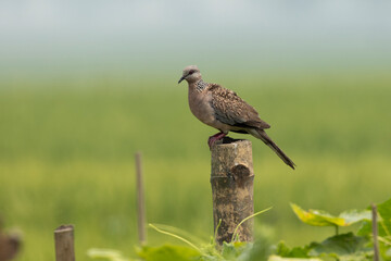 Spotted Dove, angle view, side shot, perching on the branch in the bush of green field in Bangladesh.