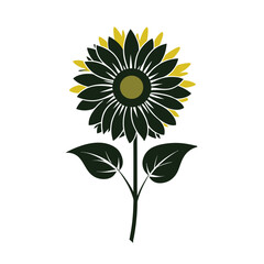 sunflower isolated on white