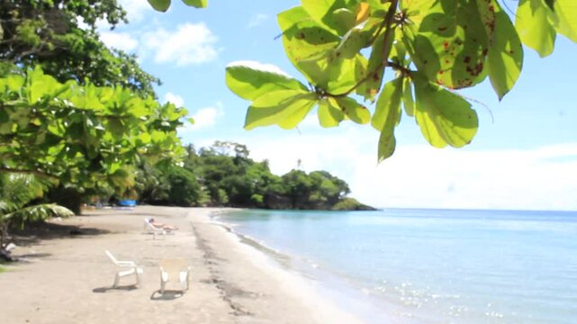 tropical beach with palm trees summer life fhd 24 fps