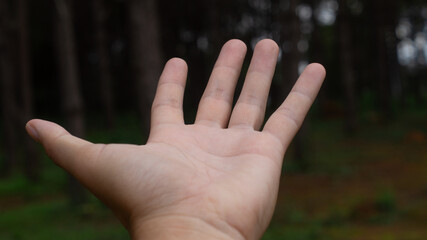 Close-up of an open palm on a dark forest background. Open Palm in Nature