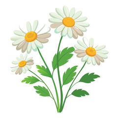 Fototapeta premium bouquet of camomiles isolated on white