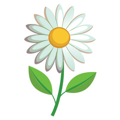 daisy flower isolated on white background