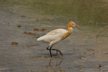 A beautiful cattle egret is feeding on a farmer's field.