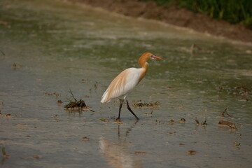A beautiful cattle egret is feeding on a farmer's field.